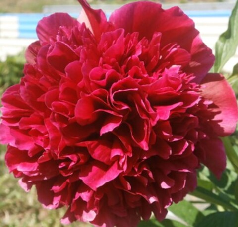 Пион молочноцветковый Адольф Руссо