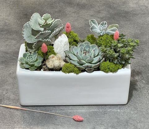 Композиция из суккулентов Пиано