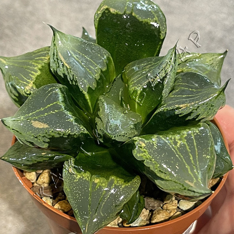 Хавортия Ура Ханья d9