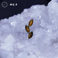 Leaflet v.2 Tiger Eye