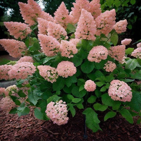 Гортензия метельчатая 