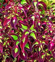 Магнифик Тай колеус КСР