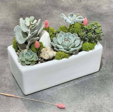 Композиция из суккулентов Пиано