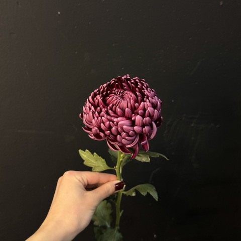 Хризантема бигуди цвета бургунди 60 см / 1 шт