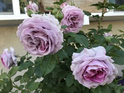 Виолет Прайд (Violet Pride)