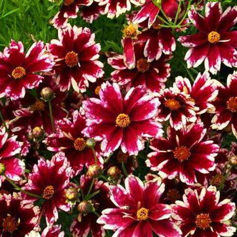 37140 Кореопсис Ruby Frost (Весна 2026)