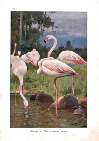Хромолитография «Фламинго»