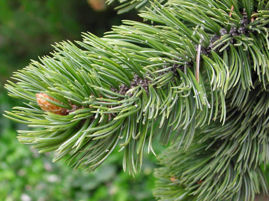 Долгожитель из хвойных. Pinus aristata. Сосна остистая хвоя. Сосна аристата. Pinus densiflora 'Low Glow'.