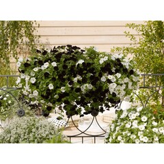 32108 Петуния SWEETUNIA BLACK SATIN (ВЕСНА 2025)