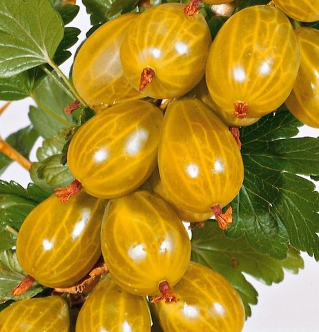 Крыжовник Русский желтый