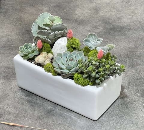 Композиция из суккулентов Пиано