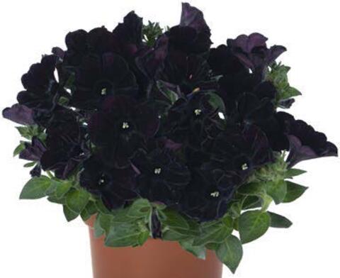32514 Петуния Sweetunia Black Cowboy (Весна 2026)