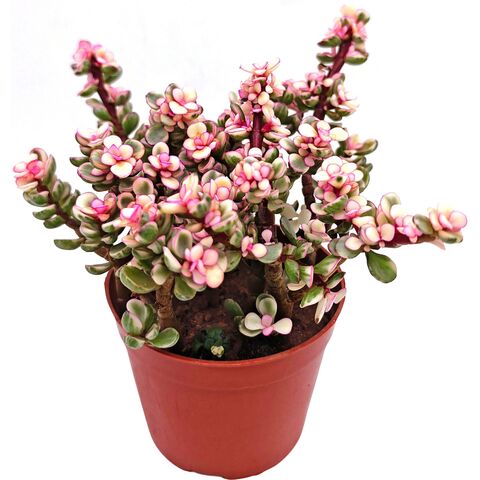 Портулакария Афра Триколор вариегатный суккулент