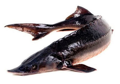 Осетр охлаждённый НЕПОТРОШЕНЫЙ~1.5кг