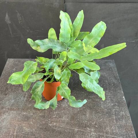 Флебодиум золотистый (Phlebodium aureum)