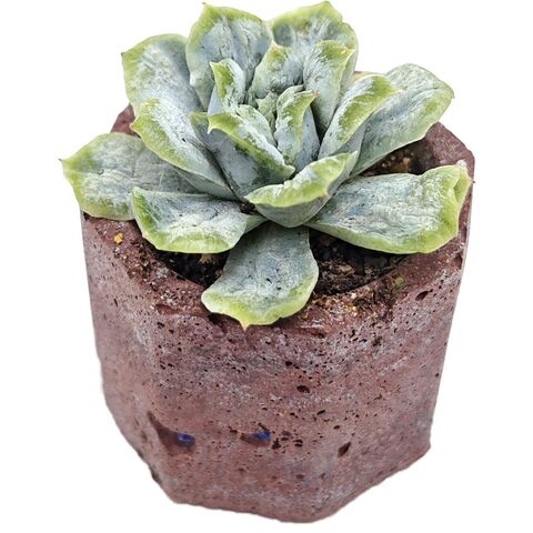 Суккулент Эхеверия Пуффед Тулле Скирт