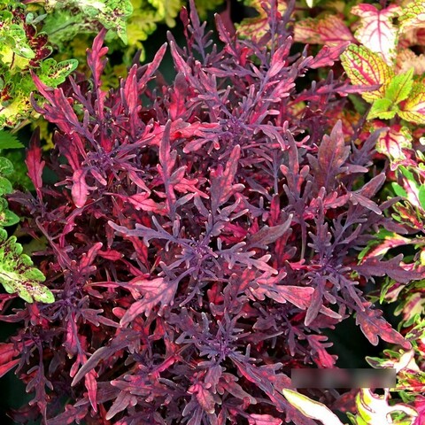 Рубиновая россыпь LO колеус