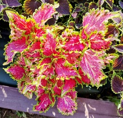 Клубничный соблазн UO колеус КСР