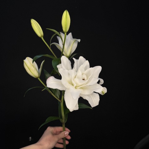 Лилия махровая Белая 80 см / 1 шт
