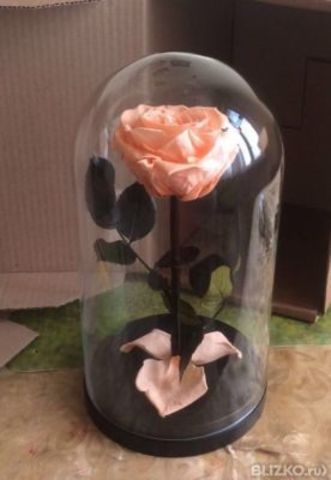 Вечная роза в стеклянной колбе персиковая (Люкс)