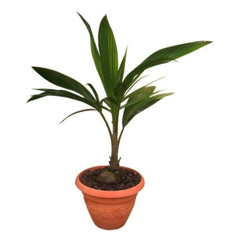 Кокос (пальма кокосовая)