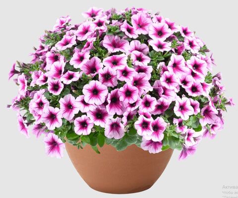 Петуния Capella Berry Lace