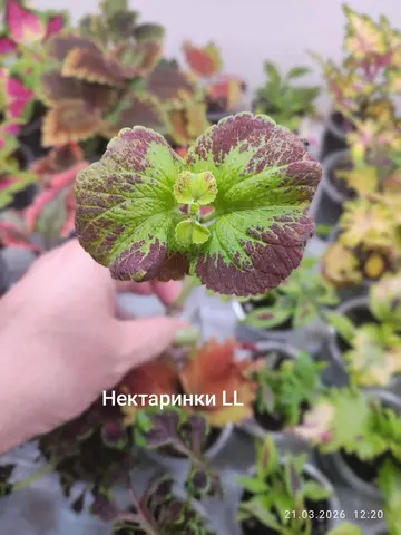 Нектаринки LL