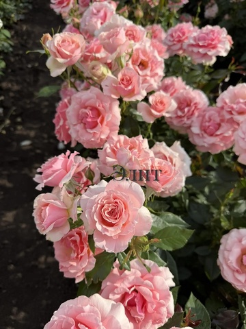 Поэзия (JACient)Poesie (JACient)