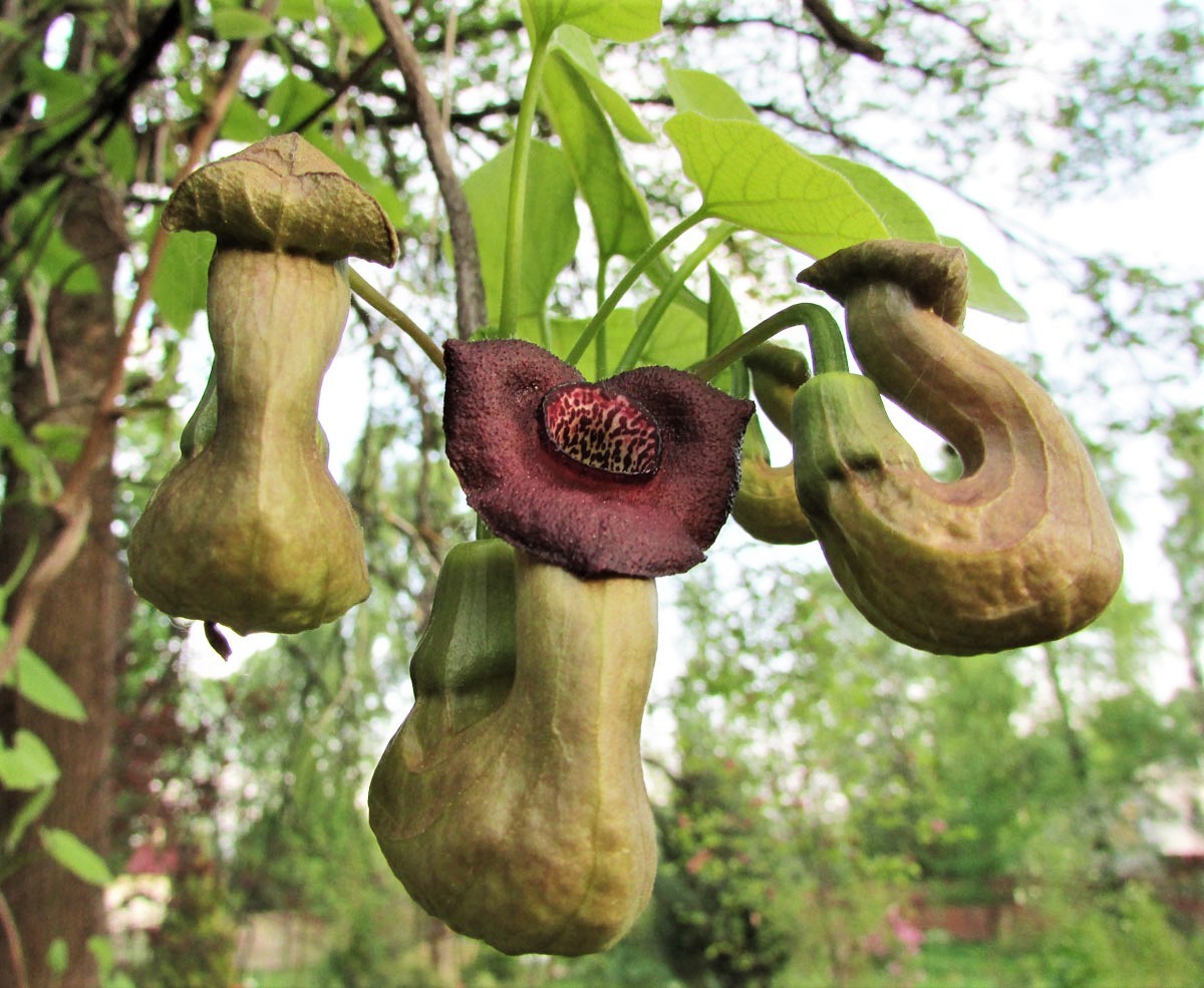 Aristolochia durior, Кирказон крупнолистый