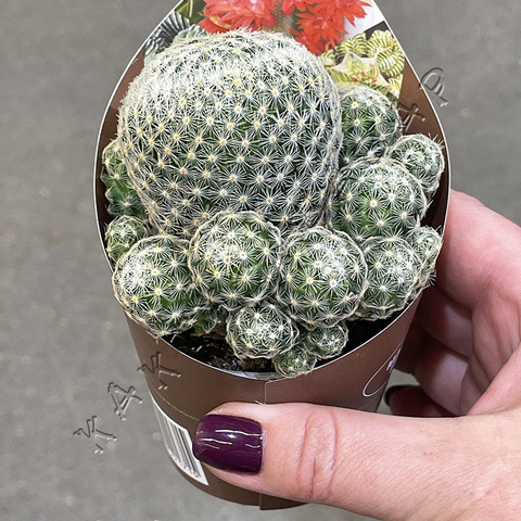 Маммиллярия Шиде Гиселае Кристата d7