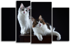 Модульная картина "Две кошки"