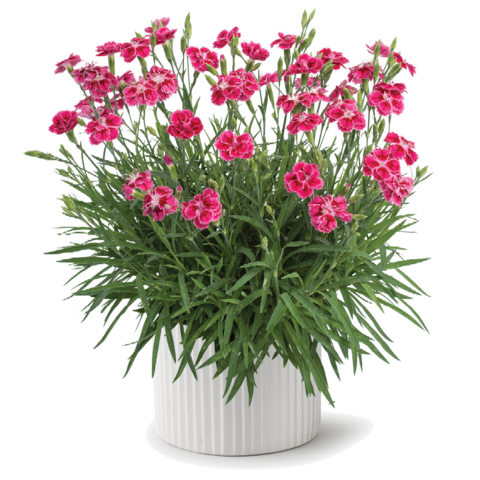 3714 Гвоздика перистая DELILAH BICOLOR MAGENTA (ВЕСНА 2025)