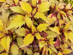 Spiced Curry колеус