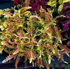 Молли TM колеус КСР