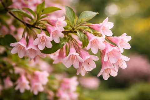 Вейгела ранняя (цветущая)