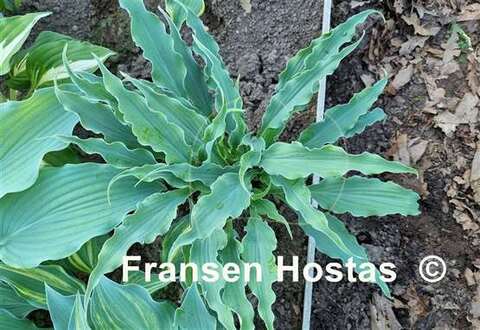 Electric Eve хоста