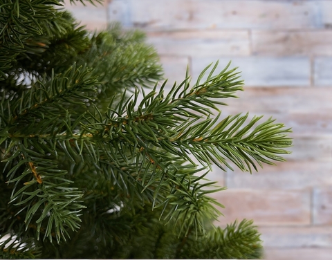 Можжевельник 215см Triumph Tree зеленый