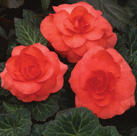 S2335 Бегония клубневая AmeriHybrid Ruffled Coral Salmon 5шт.