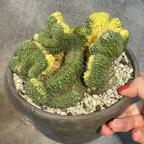 Трихоцереус Паханой Кристата Вариегата в керамике d17