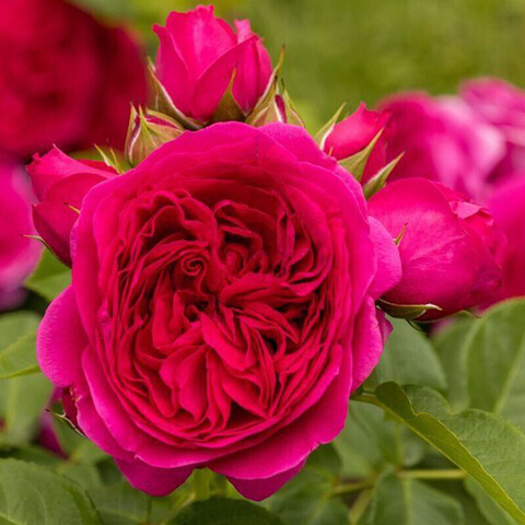 Софи Луиза(Sophie Luise)