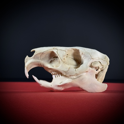 Череп капибары