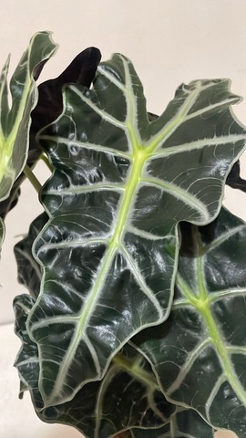 Алоказия Полли d17