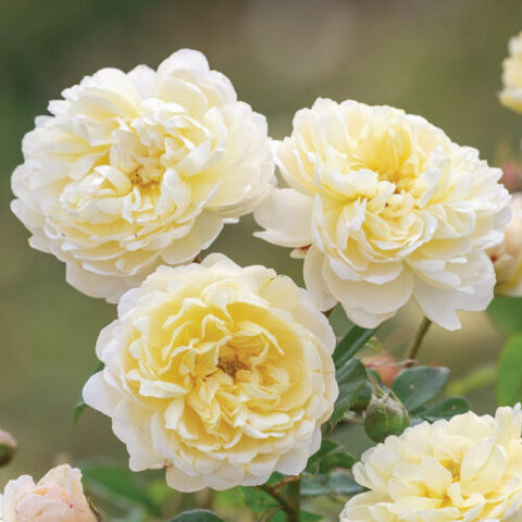 Най Биван (NYE BEVAN)