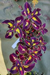 Магнифик Тай колеус КСР