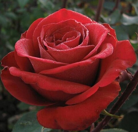 Роза чайно-гибридная Самурай