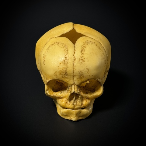 Череп человека младенец (анатомическая модель)