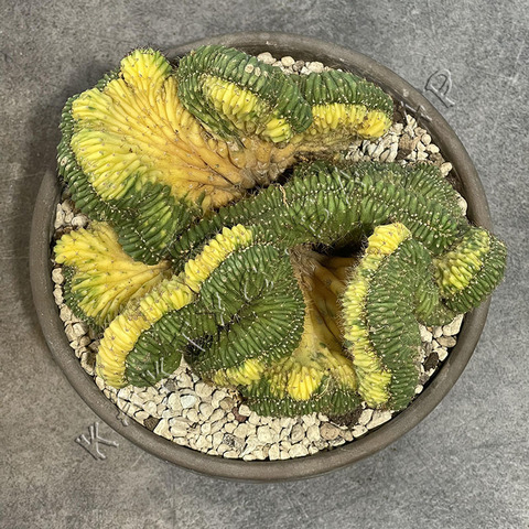 Трихоцереус Паханой Кристата Вариегата в керамике d17