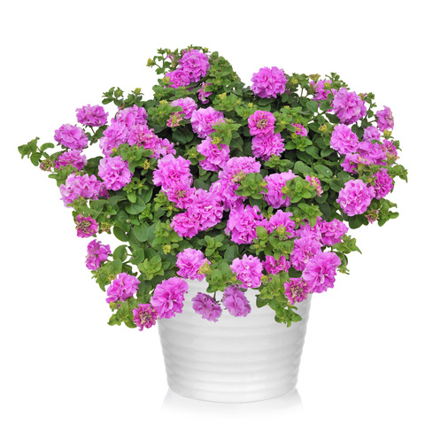 32209 Петуния SURFINIA DOUBLE LILAC (ВЕСНА 2025)