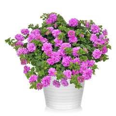 32209 Петуния SURFINIA DOUBLE LILAC (ВЕСНА 2025)