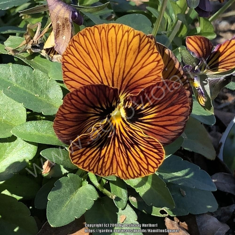 S2715 Фиалка рогатая Tiger Eye Red 5шт.